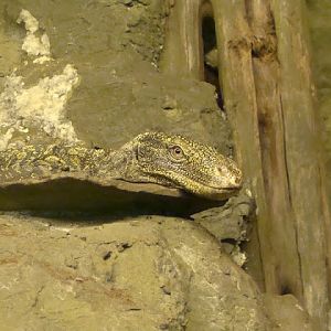 Varanus salvadorii