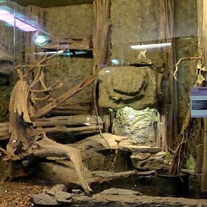 Terrarium - Varanus salvadorii