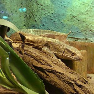 Varanus exanthematicus