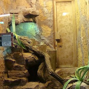 Terrarium - Varanus exanthematicus