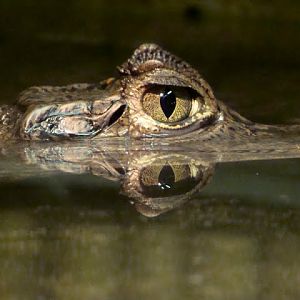Caiman crocodilus