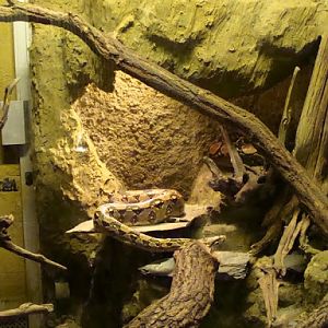 Terrarium - Boa constrictor