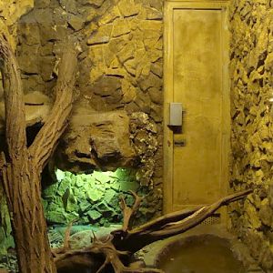 Terrarium - Cyclura cornuta