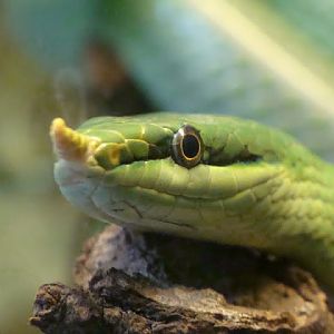 Rhynchophis boulengeri