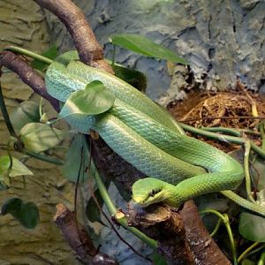 Rhynchophis boulengeri