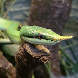 Rhynchophis boulengeri