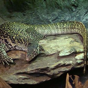 Varanus niloticus