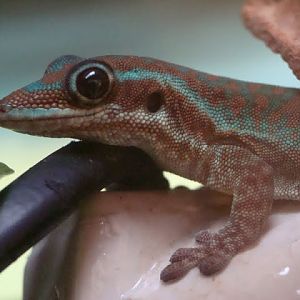 Phelsuma borbonica mater