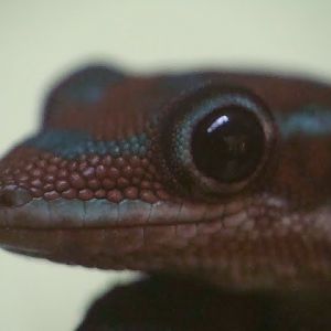 Phelsuma borbonica mater