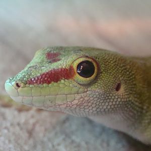 Phelsuma madagascariensis