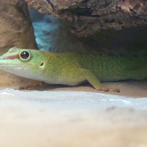Phelsuma madagascariensis