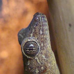 Gekko petricolus