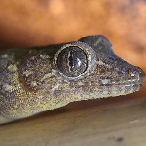 Gekko petricolus