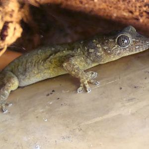 Gekko petricolus