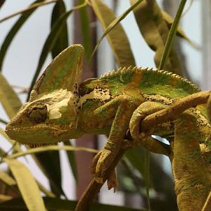 Chamaleo calyptratus