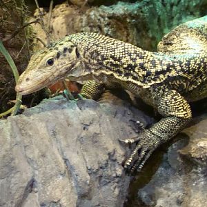 Varanus melinus