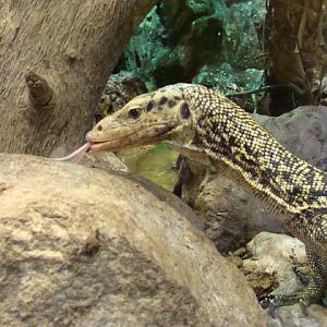 Varanus melinus