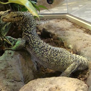 Varanus melinus
