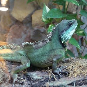 Physignathus cocincinus