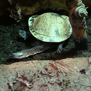 Chelodina mccordi