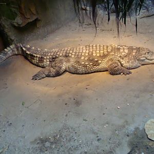 Crocodylus niloticus