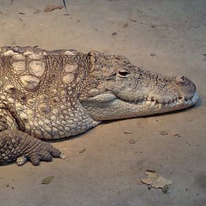 Crocodylus niloticus