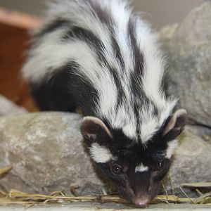 Paradise Wildlife Park 2010