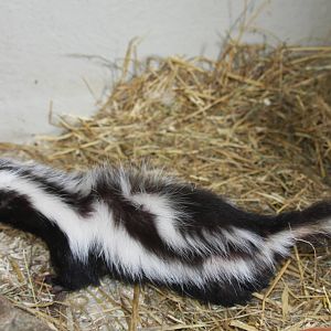 Paradise Wildlife Park 2010