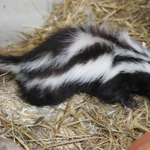 Paradise Wildlife Park 2010