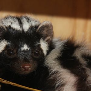 Paradise Wildlife Park 2010