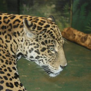 Paradise Wildlife Park 2010