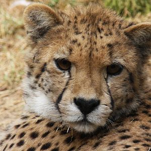 Paradise Wildlife Park 2010