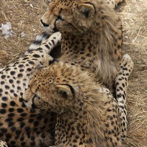 Paradise Wildlife Park 2010