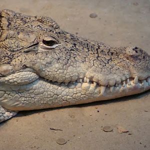Crocodylus niloticus
