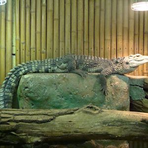 Crocodylus niloticus