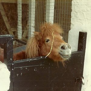 Sewerby Zoo early 1980s, small yard stable