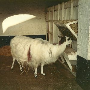 Sewerby Zoo early 1980s, Cilla the Llama