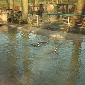 Sewerby Zoo early 1980s, Penguin Pool