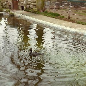 Sewerby Zoo early 1980s, Shag in Penguin Pool