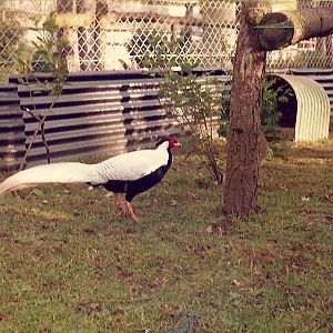 Sewerby Zoo early 1980s, Silver Pheasant