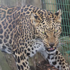 Paradise Wildlife Park 2010