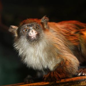 Paradise Wildlife Park 2010