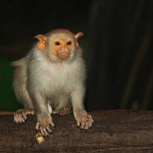 Paradise Wildlife Park 2010