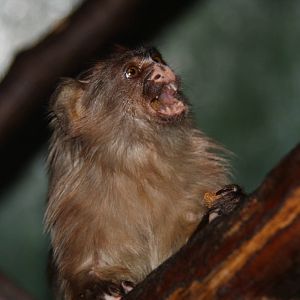 Paradise Wildlife Park 2010