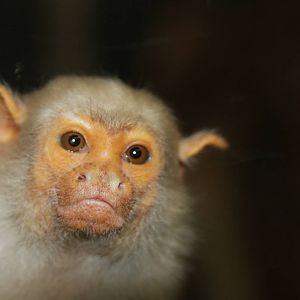 Paradise Wildlife Park 2010