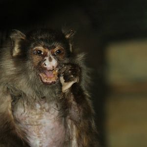 Paradise Wildlife Park 2010