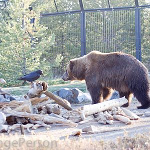 Bear enclosure
