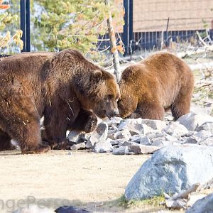 Bear enclosure