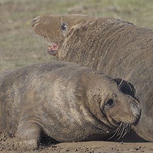 Grey seal bulls fighting