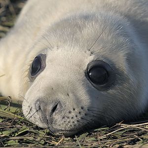 Grey seal pup